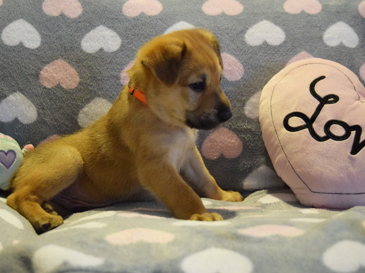 chinook puppy